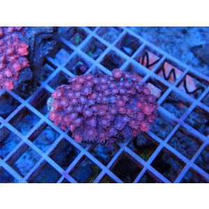 画像: 0816ハナガササンゴレッドS01