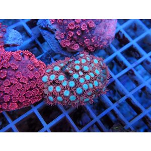 画像: 0816ハナガササンゴツートンカラー