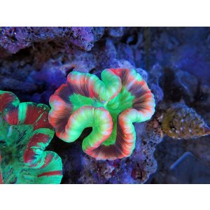 画像: 0816オオバナサンゴレッド＆グリーン05