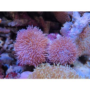 画像: 0816ウミキノコノーマル2個付き