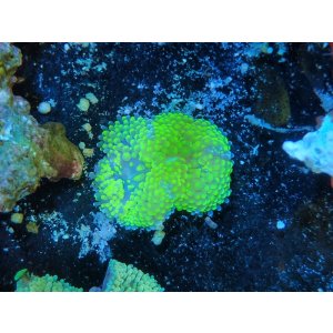 画像: 0920カリビアンバブルディスクグリーン03