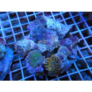 画像: 0920バブルディスクコーラルコロニー02