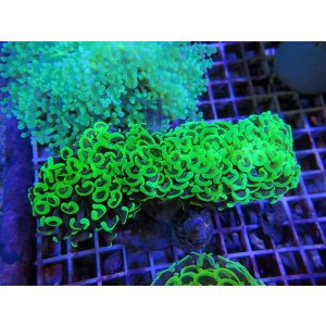 画像: 0920ナガレハナサンゴメタリックグリーン01