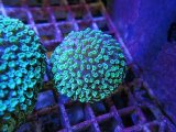 画像: 0920アワサンゴグリーン03