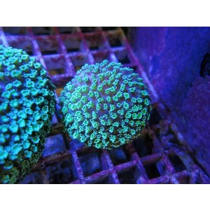 画像: 0920アワサンゴグリーン03