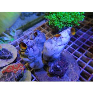 画像: 0920ニシキボヤ