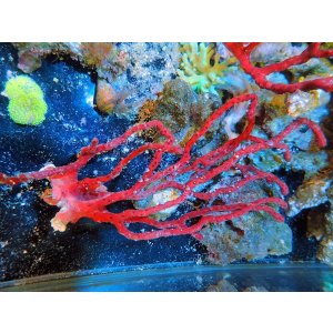 画像: 0920カリビアンゴルゴニアレッド02