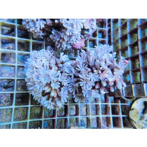 画像: 0920ツツウミヅタホワイトM03