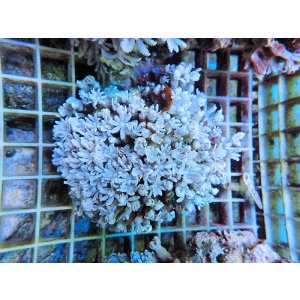 画像: 0920ツツウミヅタホワイトM04