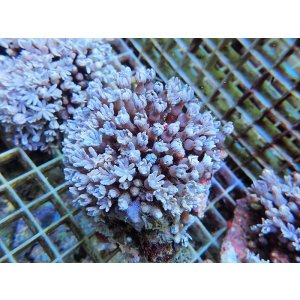 画像: 0920ツツウミヅタホワイトM06