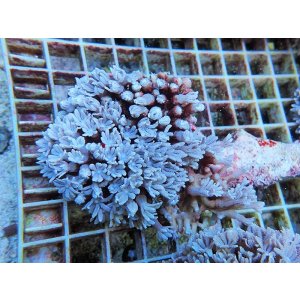 画像: 0920ツツウミヅタホワイトM07