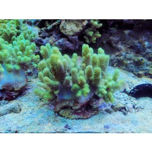 画像: 1013ナグラカタトサカ蛍光グリーン01