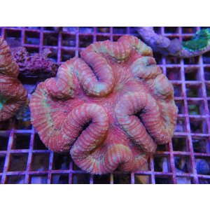 画像: 1013ロボフィリア（トンガ）レッド01