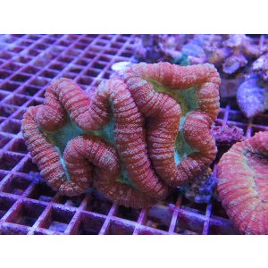 画像: 1013ロボフィリア（トンガ）レッド02