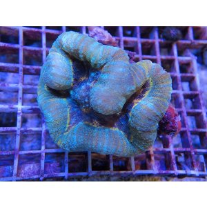 画像: 1013ロボフィリア（トンガ）グリーン＆オレンジライン