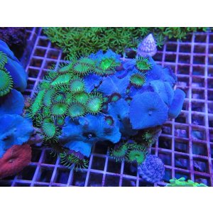 画像: 1013ディスクコーラル＆ボタンポリプMIX01