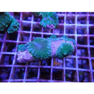 画像: 1013ディスクコーラルブルーグリーン（トンガ）02