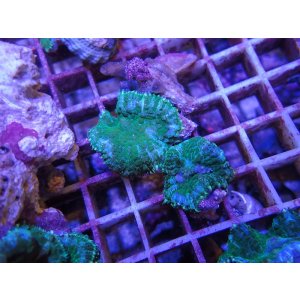 画像: 1013ディスクコーラルブルーグリーン（トンガ）03