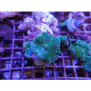 画像: 1013ディスクコーラルブルーグリーン（トンガ）04