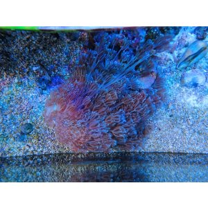 画像: 1013ウミアザミブルー（ベトナム）