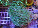 画像: 1029ツツマルハナサンゴグリーン01