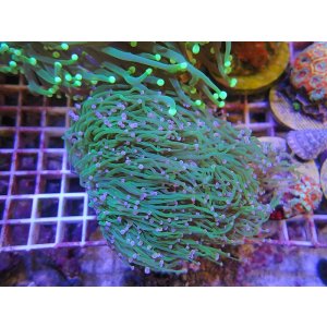 画像: 1029ツツマルハナサンゴグリーン01