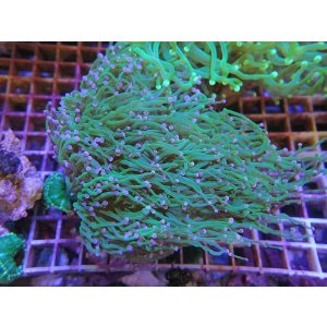 画像: 1029ツツマルハナサンゴグリーン02