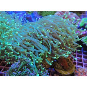 画像: 1029ツツマルハナサンゴグリーン03