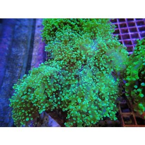 画像: 1029タコアシブランチメタリックグリーン01