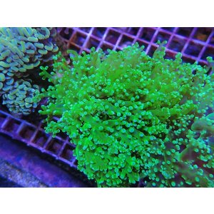 画像: 1029タコアシブランチメタリックグリーン02