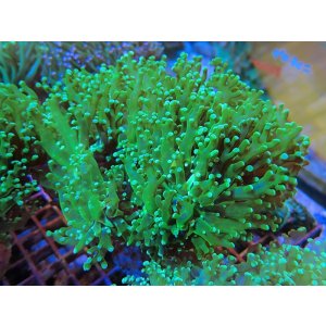 画像: 1029タコアシブランチメタリックグリーン03