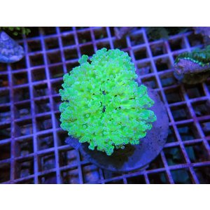 画像: 1029ホンタコアシサンゴクリアグリーン