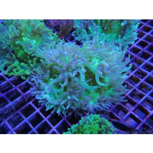 画像: 1029トランペットコーラルグリーン（カット個体）01