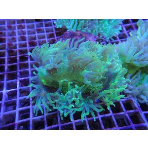 画像: 1029トランペットコーラルグリーン（カット個体）02