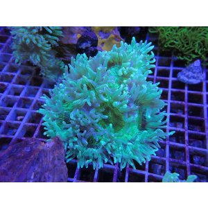 画像: 1029トランペットコーラルグリーン（カット個体）03