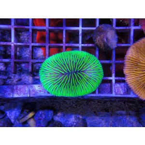 画像: 1029ゾウリイシメタリックグリーン