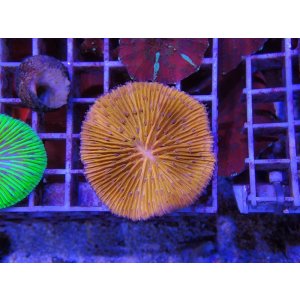 画像: 1029クサビライシオレンジ