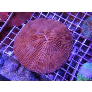 画像: 1029クサビライシワインレッドL