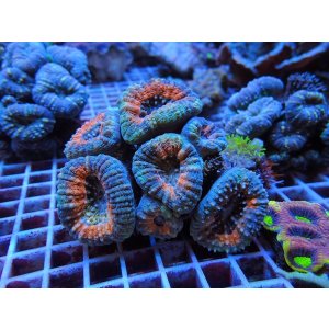 画像: 1029マルハナガタサンゴツートン