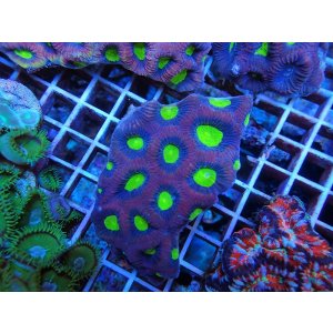 画像: 1029ドラゴンソウルファビアＭ01