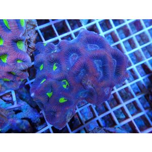 画像: 1029ドラゴンソウルファビアＭ03