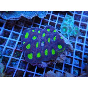 画像: 1029ドラゴンソウルファビアＭ04