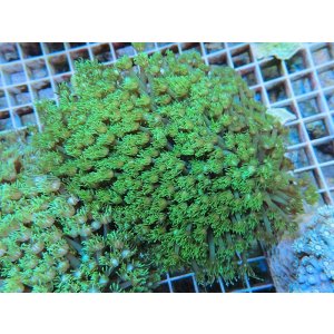 画像: 1029ハナガササンゴメタリックグリーン01