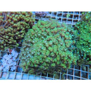 画像: 1029ハナガササンゴメタリックグリーン02