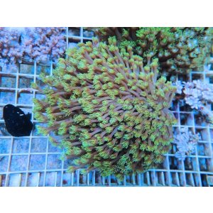 画像: 1029ハナガササンゴメタリックグリーン03