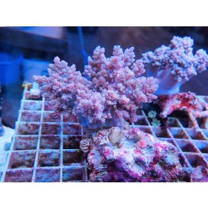 画像: 1029チヂミトサカパープル