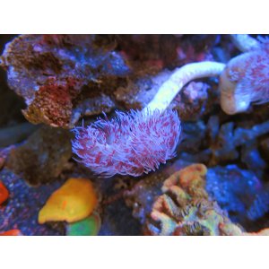 画像: 1029ハードチューブシモフリカラー01