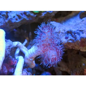 画像: 1029ハードチューブシモフリカラー02