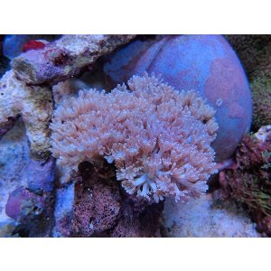 画像: 1029ウミアザミ