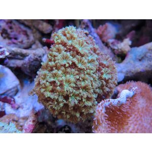 画像: 1029クダサンゴグリーン